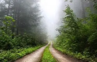۷ جنگل خنک شمال که تابستان را برایتان بهشت می‌کنند