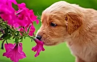 کدام حیوان بهترین حس بویایی را دارد؟