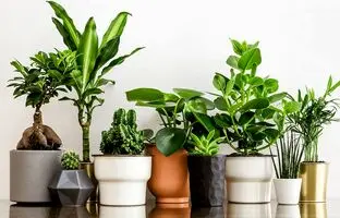 زیباترین گیاهانی که گرمای تابستان را به راحتی تحمل می‌کنند