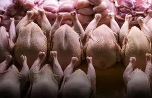 راهنمای بازار؛ قیمت گوشت مرغ، امروز ۲۴ اردیبهشت ۱۴۰۴
