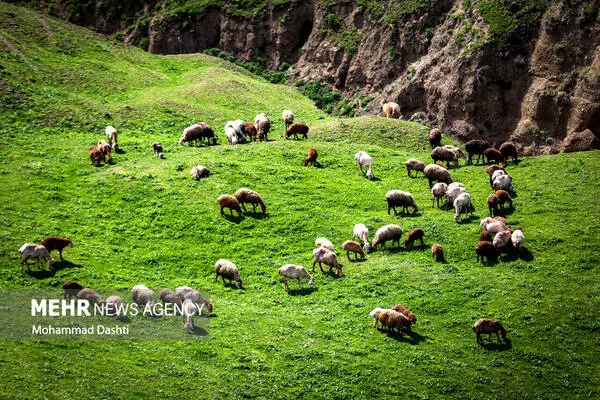 گالری