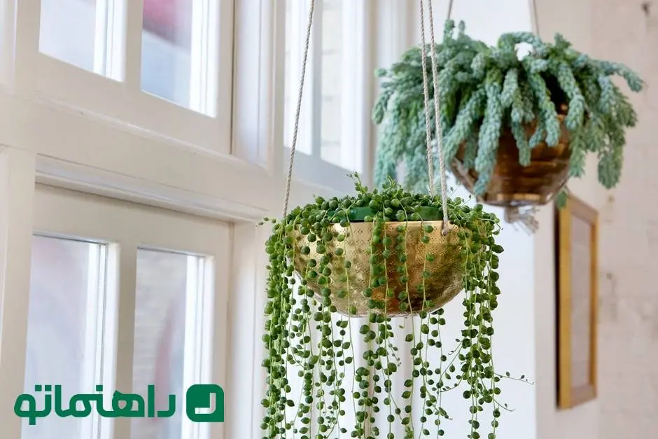 زیباترین گیاهان اپارتمانی برای آویزان کردن از سقف با نگهداری مینیمال