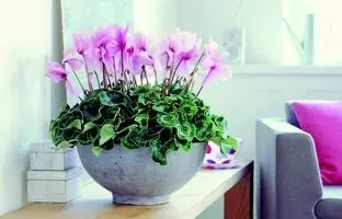 دکوراسیون سبز؛ زیباترین گیاهان آپارتمانی گلدار برای لطیف کردن فضای خانه