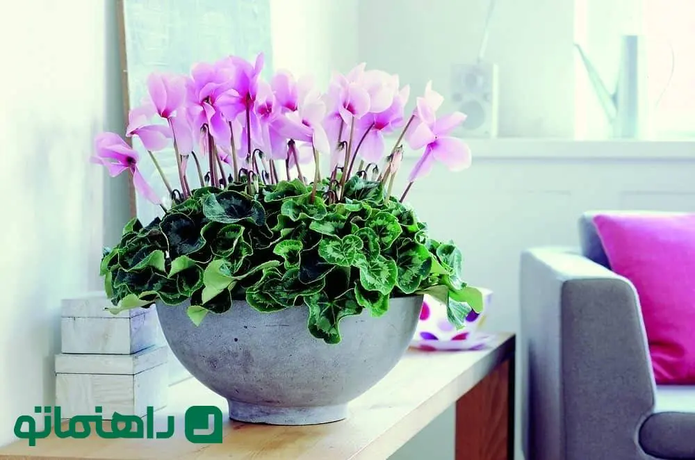 دکوراسیون سبز؛ زیباترین گیاهان آپارتمانی گلدار برای لطیف کردن فضای خانه