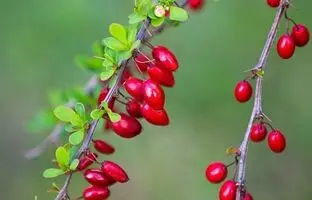 زرشک برای چی خوبه ؟ ؛ خواص زرشک در طب سنتی