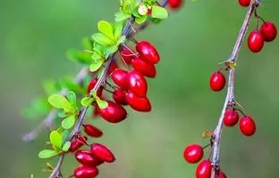 زرشک برای چی خوبه ؟ ؛ خواص زرشک در طب سنتی