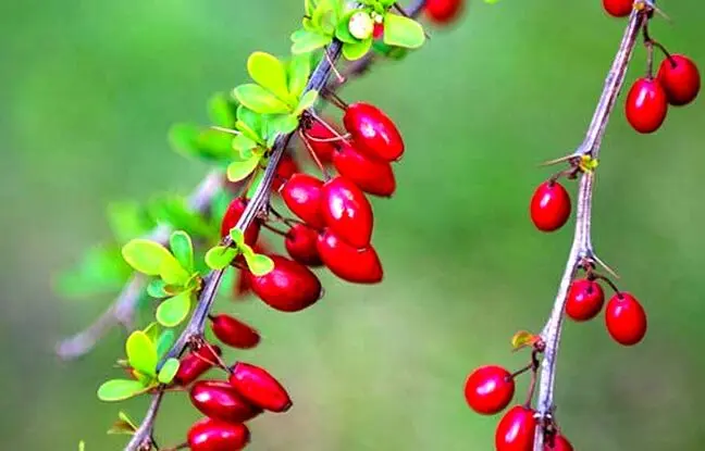 زرشک برای چی خوبه ؟ ؛ خواص زرشک در طب سنتی