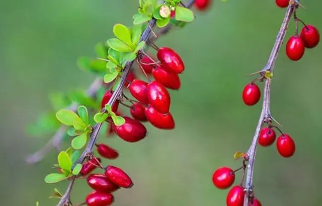زرشک برای چی خوبه ؟ ؛ خواص زرشک در طب سنتی