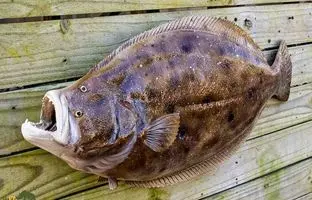 موجود زنده‌ای که از قلبِ معجزه حضرت موسی بیرون آمده! 