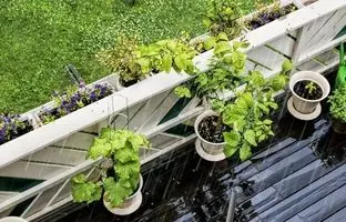 10 گیاه آپارتمانی باران دوست که باید این روزها به تراس منتقل شوند