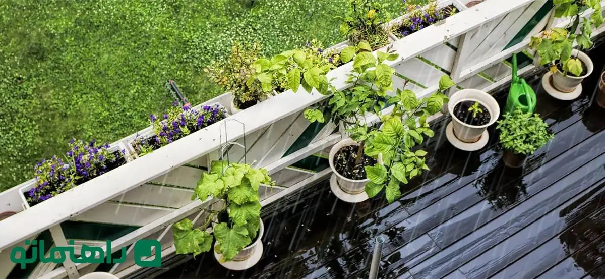 10 گیاه آپارتمانی باران دوست که باید این روزها به تراس منتقل شوند