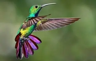 فقط یک پرنده در دنیا وجود دارد که می‌تواند به سمت عقب پرواز کند 