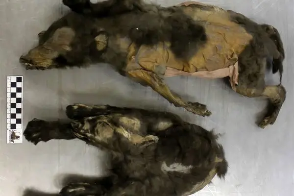  دو «توله‌گرگ» بعد از 14 هزار سال از زیر خاک‌های یخ‌زده بیرون آمدند 