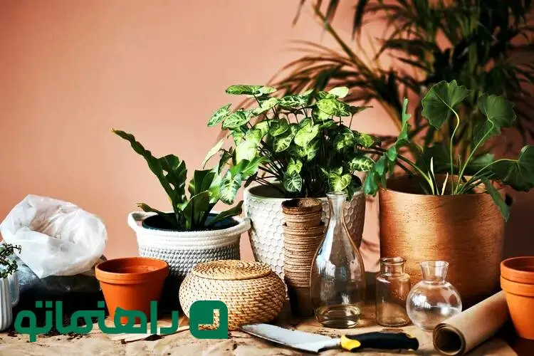 دکوراسیون سبز؛ چه کنیم گیاهان آپارتمانی در فصل سرما سرحال بمانند؟
