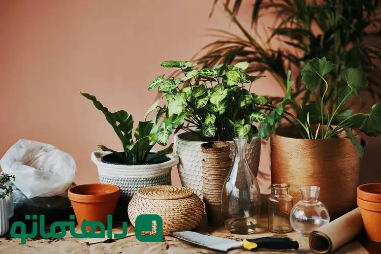 دکوراسیون سبز؛ چه کنیم گیاهان آپارتمانی در فصل سرما سرحال بمانند؟