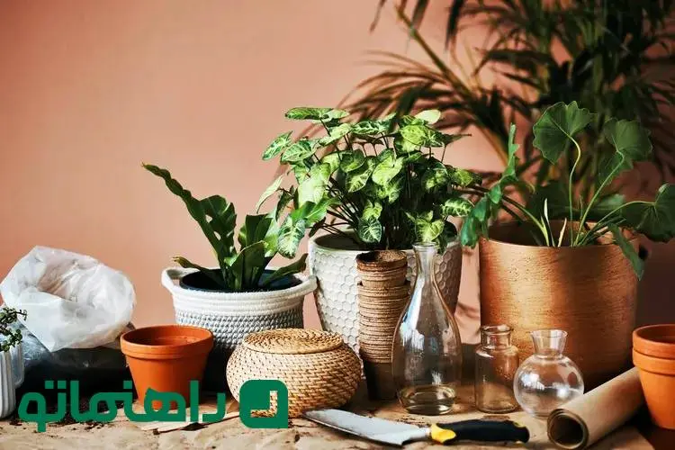 دکوراسیون سبز؛ چه کنیم گیاهان آپارتمانی در فصل سرما سرحال بمانند؟