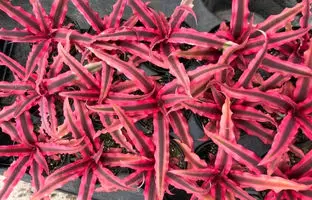  نگهداری و پرورش کریپتانتوس گیاه آپارتمانی خاص و زینتی