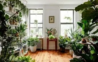 6 گیاه آپارتمانی که در فنگ شویی نماد ثروت و پول هستند