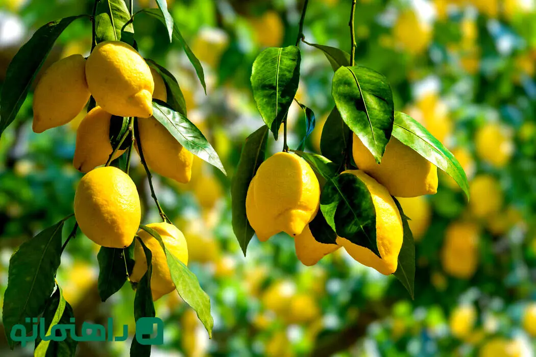 خواص و مضرات لیموترش