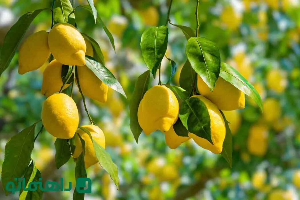 خواص و مضرات لیموترش