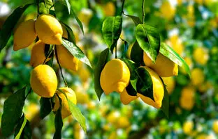 خواص و مضرات لیموترش