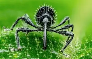 این سوسک، «بت من» دنیای حشرات است!