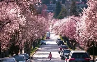 تاحالا زیباترین خیابان دنیا رو دید؟ + ویدئو