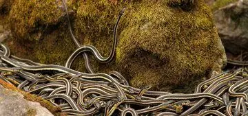 هجوم ۷۵۰۰۰ مار به جاده؛ بزرگ‌ترین مهمانی مارها در دنیا