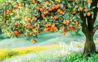 هشدار برای درختکاری؛ این ۶ جا درخت میوه نکارید!