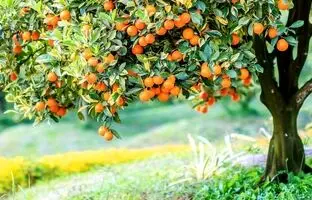 هشدار برای درختکاری؛ این ۶ جا درخت میوه نکارید!