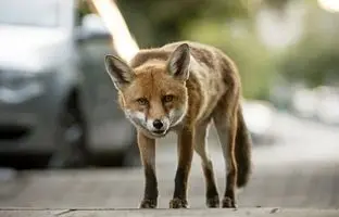 فیلمی جالب از حضور روباه در کاخ گلستان! + ویدئو