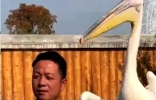  پایان عجیب سلفی مرد چینی با پلیکان غول پیکر + ویدئو