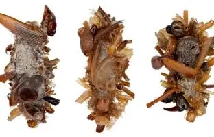 کشف یک «کرم» ترسناک که خودش را با «اعضای بدن حشرات مرده» می‌پوشاند
