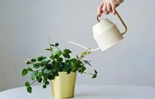 بهترین آب برای آبیاری گیاهان آپارتمانی چیست؟ آب شهری، تصفیه‌شده یا جوشیده؟