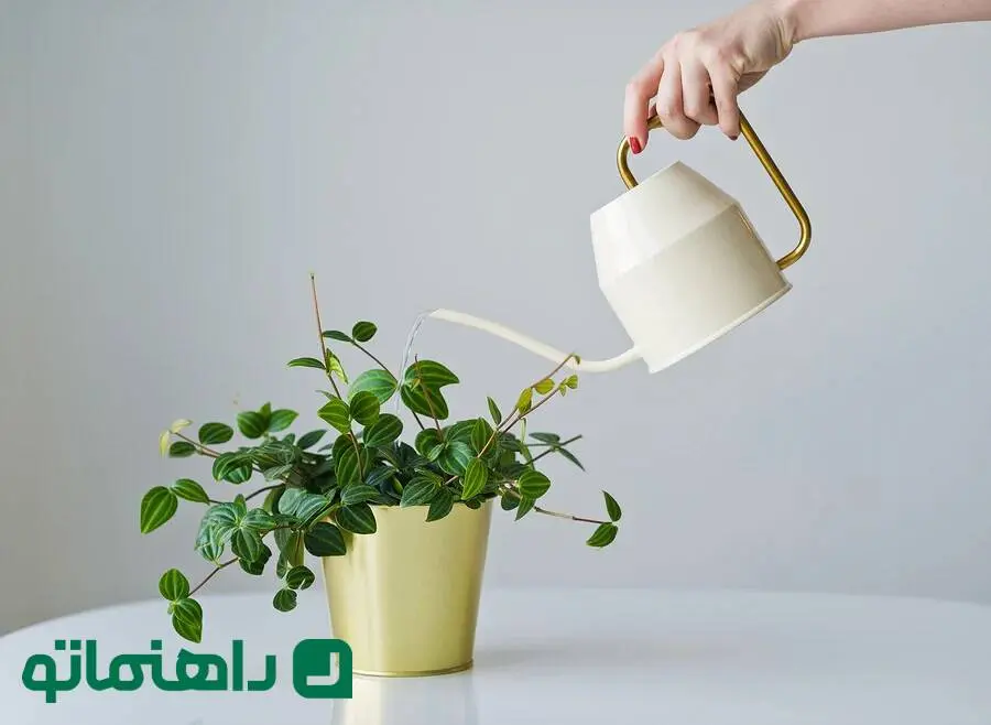 بهترین آب برای آبیاری گیاهان آپارتمانی چیست؟ آب شهری، تصفیه‌شده یا جوشیده؟