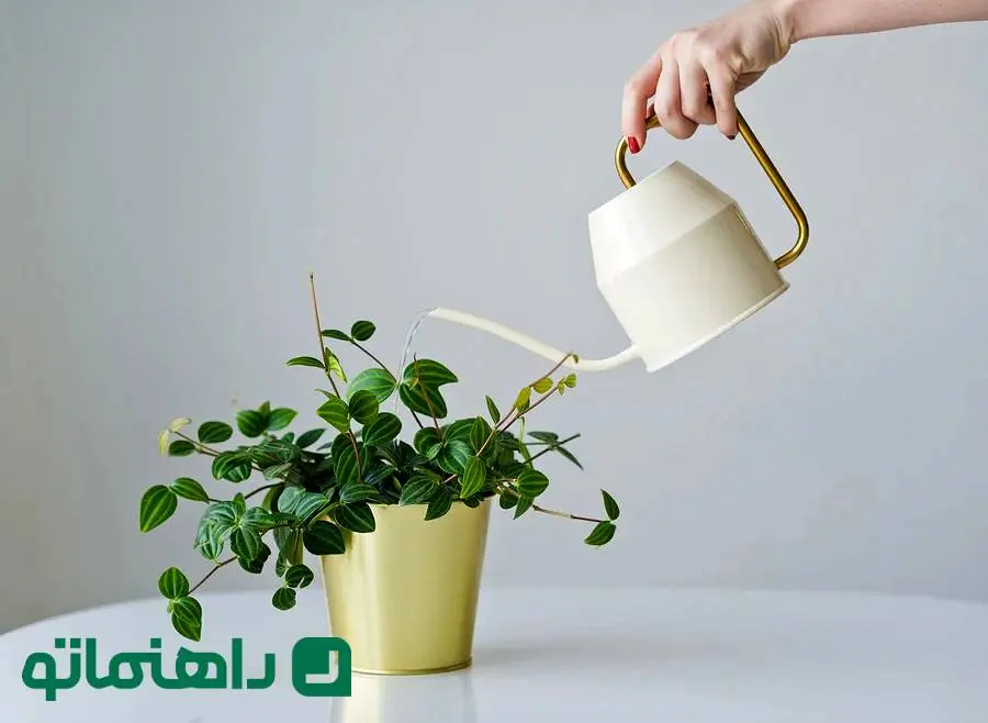 بهترین آب برای آبیاری گیاهان آپارتمانی چیست؟ آب شهری، تصفیه‌شده یا جوشیده؟