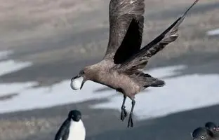 پرنده بی رحمی که جوجه‌ پنگوئن‌ها را زنده‌زنده می‌بلعد! + ویدئو