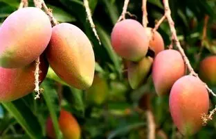 عکسی باورنکردنی از درخت انبه در سیستان و بلوچستان