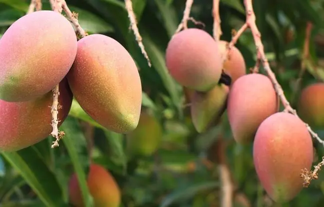عکسی باورنکردنی از درخت انبه در سیستان و بلوچستان