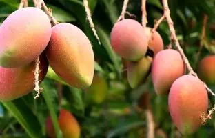 عکسی باورنکردنی از درخت انبه در سیستان و بلوچستان