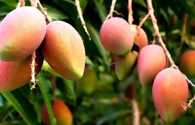 عکسی باورنکردنی از درخت انبه در سیستان و بلوچستان