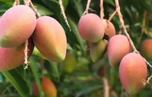 عکسی باورنکردنی از درخت انبه در سیستان و بلوچستان