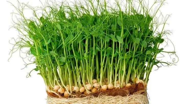 راهنمای سفره هفت سین ۱۴۰۴: چگونه سبزه نخود بکاریم؟ 