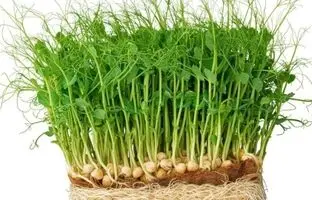 راهنمای سفره هفت سین ۱۴۰۴: چگونه سبزه نخود بکاریم؟ 