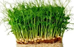 راهنمای سفره هفت سین ۱۴۰۴: چگونه سبزه نخود بکاریم؟ 