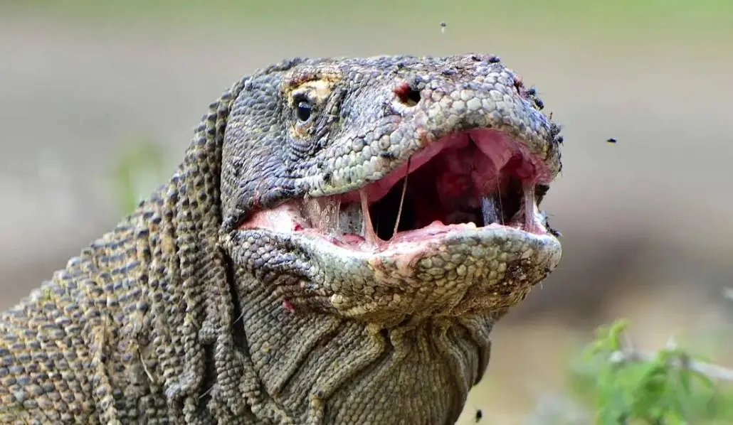 غذا خوردن اژدهای کومودو را از نزدیک دیده اید؟ + ویدئو