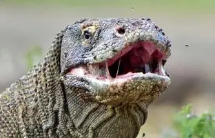 غذا خوردن اژدهای کومودو را از نزدیک دیده اید؟ + ویدئو