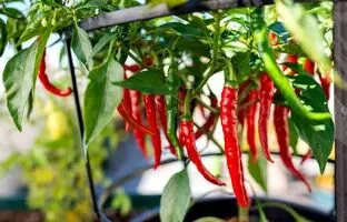 ساده‌ترین روش برای کاشت فلفل در خانه و برداشت محصول + ویدئو