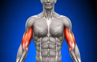 پروتئین‌های ارزان قیمت برای عضله‌سازی