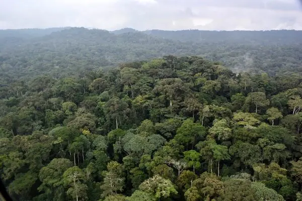  بزرگترین «جنگل» جهان کجاست؟ 